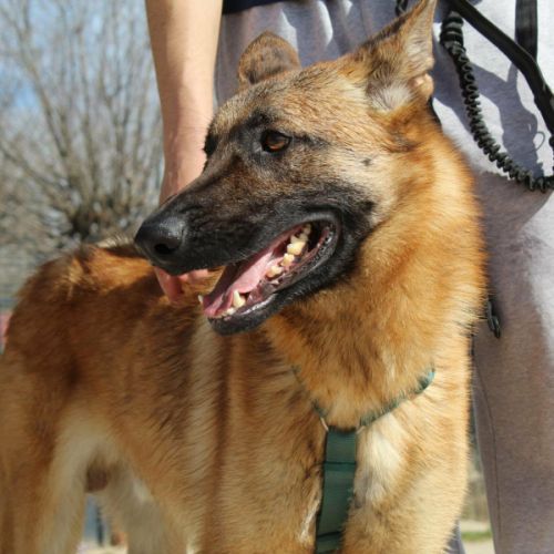 Alikam un malinois exemplaire, parfait #0