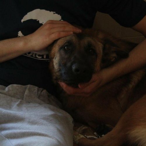 Alikam un malinois exemplaire, parfait #5