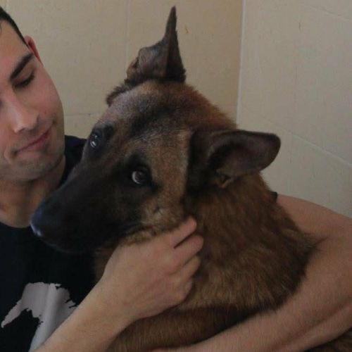 Alikam un malinois exemplaire, parfait #6