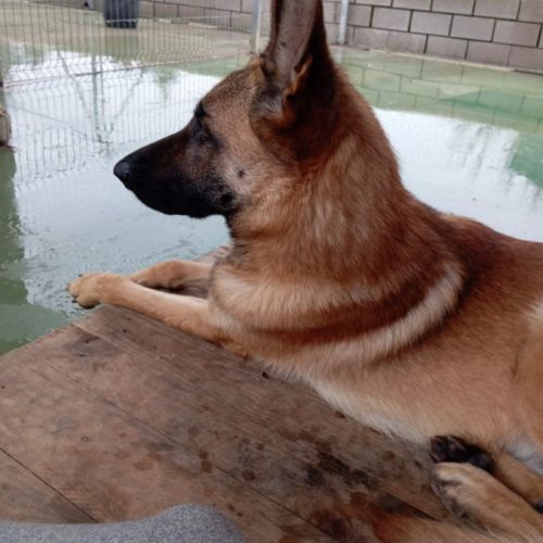 Alikam un malinois exemplaire, parfait #8