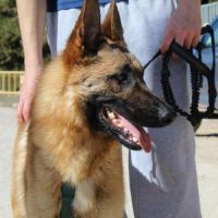 Alikam un malinois exemplaire, parfait #2