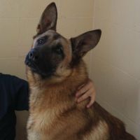 Alikam un malinois exemplaire, parfait #3