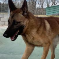 Alikam un malinois exemplaire, parfait #7