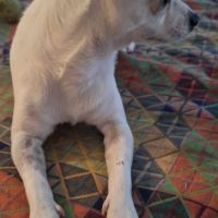 Poupi petite chihuahua câline #3