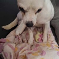 Poupi petite chihuahua câline #5