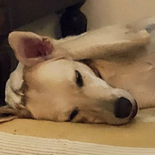 Suzie la belle et douce louloute #0