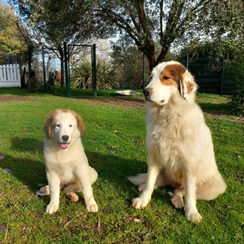 Chiot berger de bosnie-herégovine et croatie lof #0