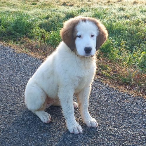 Chiot berger de bosnie-herégovine et croatie lof #3