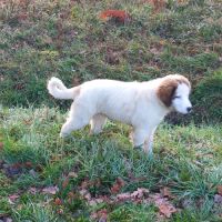 Chiot berger de bosnie-herégovine et croatie lof #2