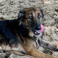 Bobby, un créole doux et timide #4