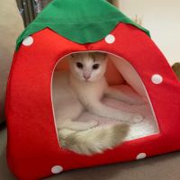 Lily rose, la belle minette