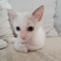 Lily rose, la belle minette #3