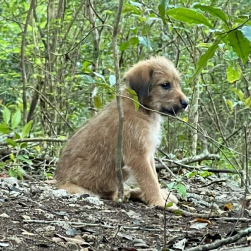 Youpi, un bébé génial #3