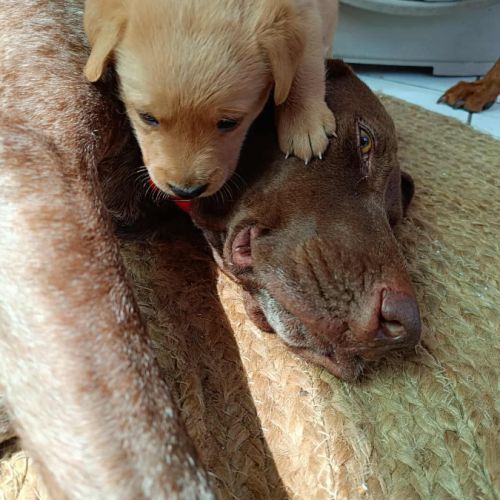 Kiara,  gentille et adorable #4