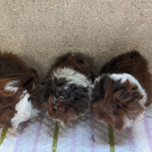 Bébés cochons d'inde péruviens et alpaga mâles #3