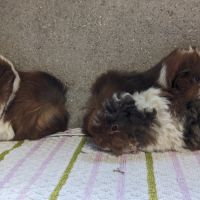 Bébés cochons d'inde péruviens et alpaga mâles #1