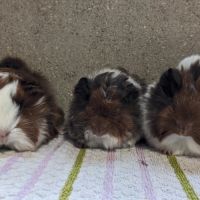 Bébés cochons d'inde péruviens et alpaga mâles