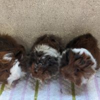 Bébés cochons d'inde péruviens et alpaga mâles #3