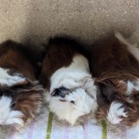 Bébés cochons d'inde péruviens femelles