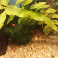 Lot de 10 crevettes red cherry