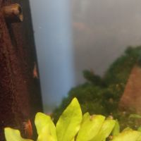 Lot de 10 crevettes red cherry #2