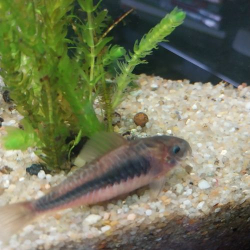 Lot de 3 corydoras
