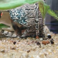 Lot de 3 corydoras #2
