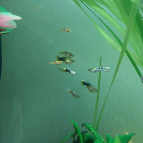 Lot de 10 guppy mâles femelles toutes tailles #0