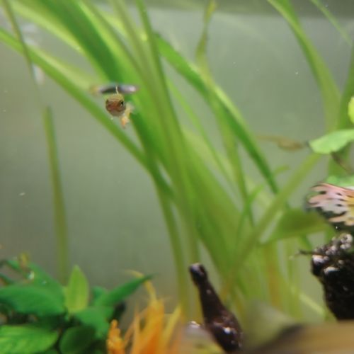 Lot de 10 guppy mâles femelles toutes tailles #2