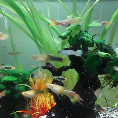 Lot de 10 guppy mâles femelles toutes tailles #3