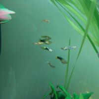 Lot de 10 guppy mâles femelles toutes tailles