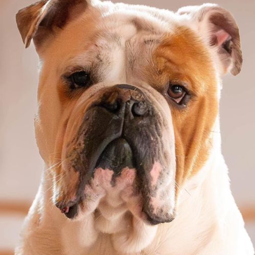 Bulldog continental #2