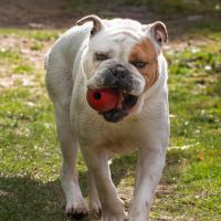 Bulldog continental #3