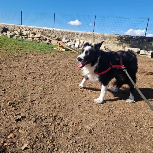 Femelle border collie à l'adoption #0
