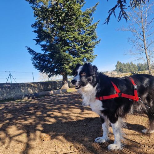 Femelle border collie à l'adoption #2