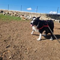 Femelle border collie à l'adoption