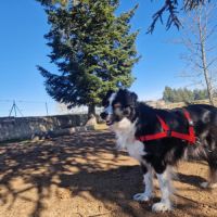 Femelle border collie à l'adoption #2