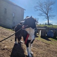 Femelle border collie à l'adoption #3