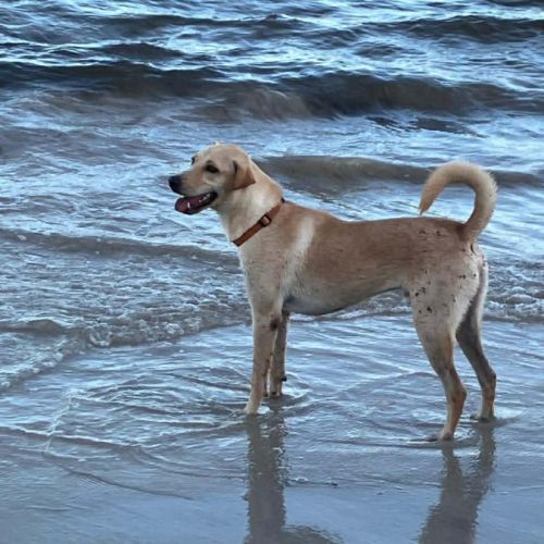 Budy le magnifique #6