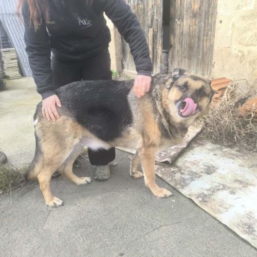 Berger allemand à l'adoption #0