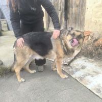 Berger allemand à l'adoption