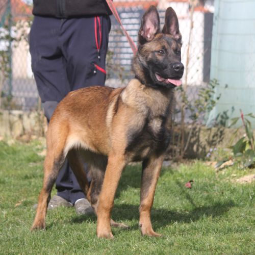 Berger belge malinois lof 5 mois .