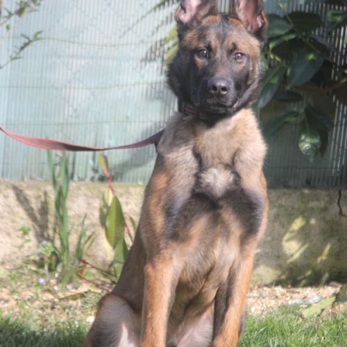 Berger belge malinois lof 5 mois . #4