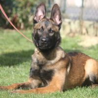 Berger belge malinois lof 5 mois . #1