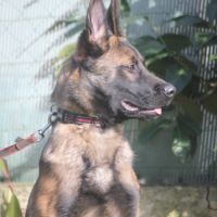 Berger belge malinois lof 5 mois . #3