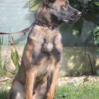 Berger belge malinois lof 5 mois . #5
