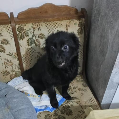 Scaita à adopter #1