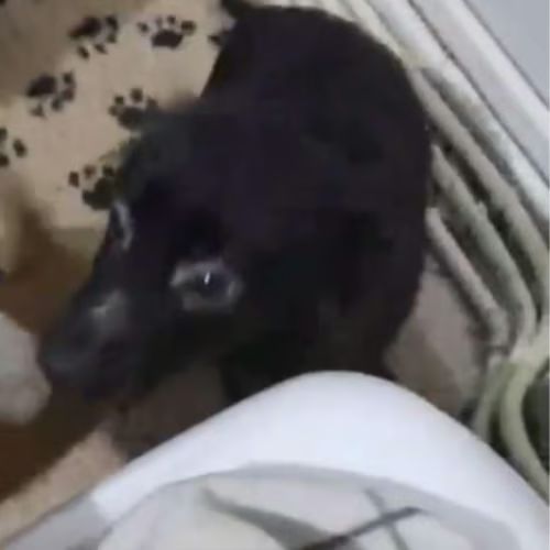 Scaita à adopter #2