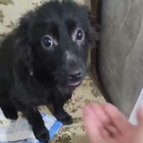 Scaita à adopter #3