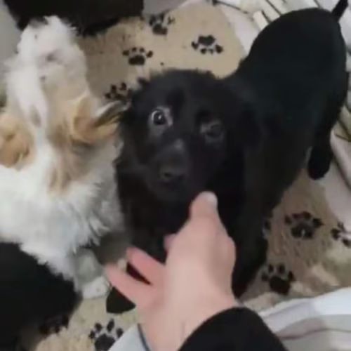 Scaita à adopter #6